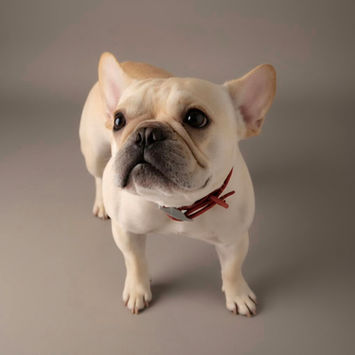 Small & Compact
Fawn French Bulldog