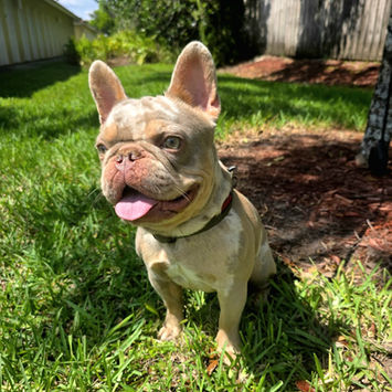 Isabella & Tan Merle French Bulldog