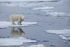 Polar Bears Expend More Energy in a Melting Arctic