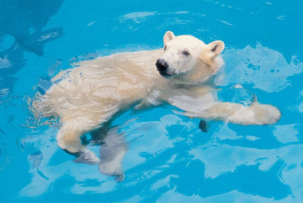 Goodbye Inuka - Singapore's first born & last polar bear