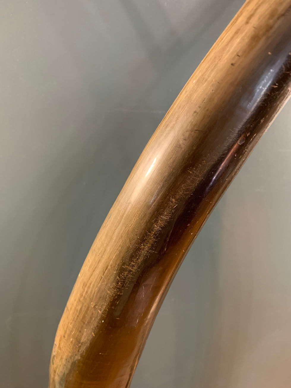 Thumbnail: Large Animal Horns.