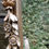 Thumbnail: Beautiful Ornate Mirror Aged Plate Mirror.