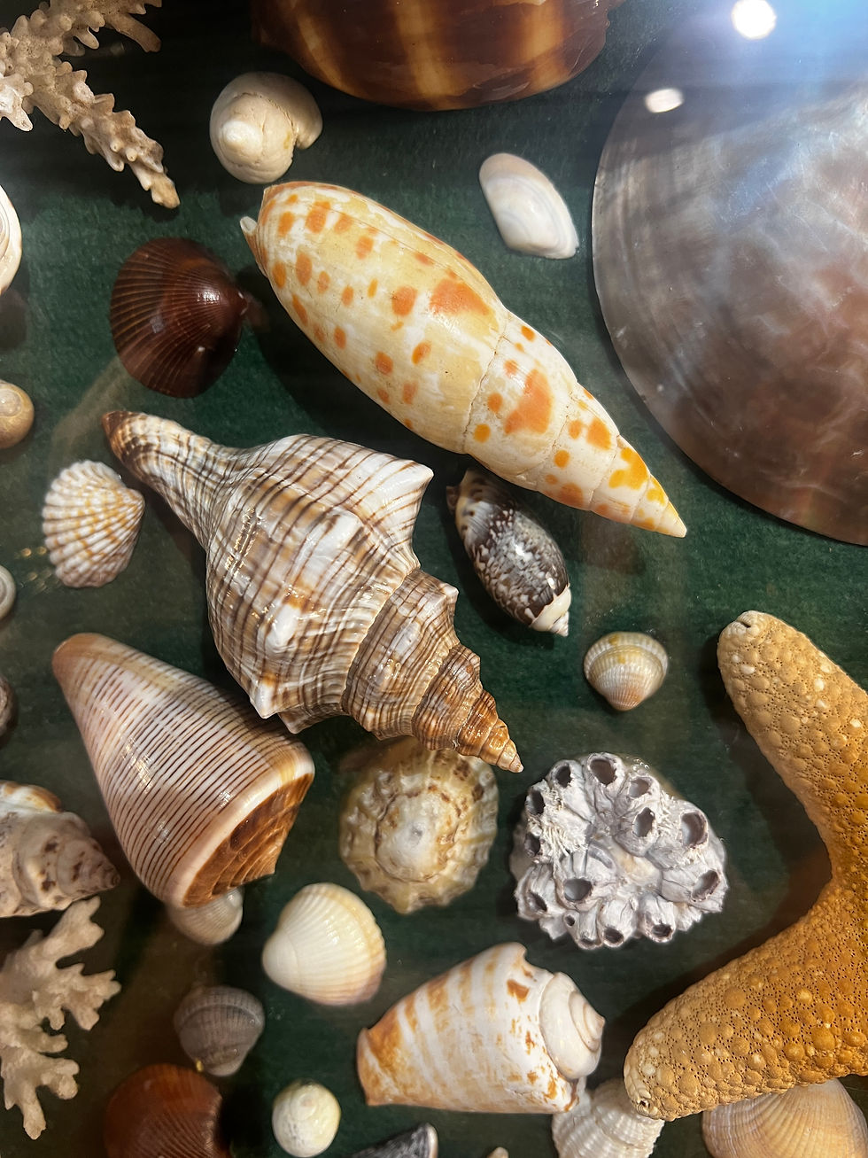 Thumbnail: Beautiful Shell Collection in Decorative Case