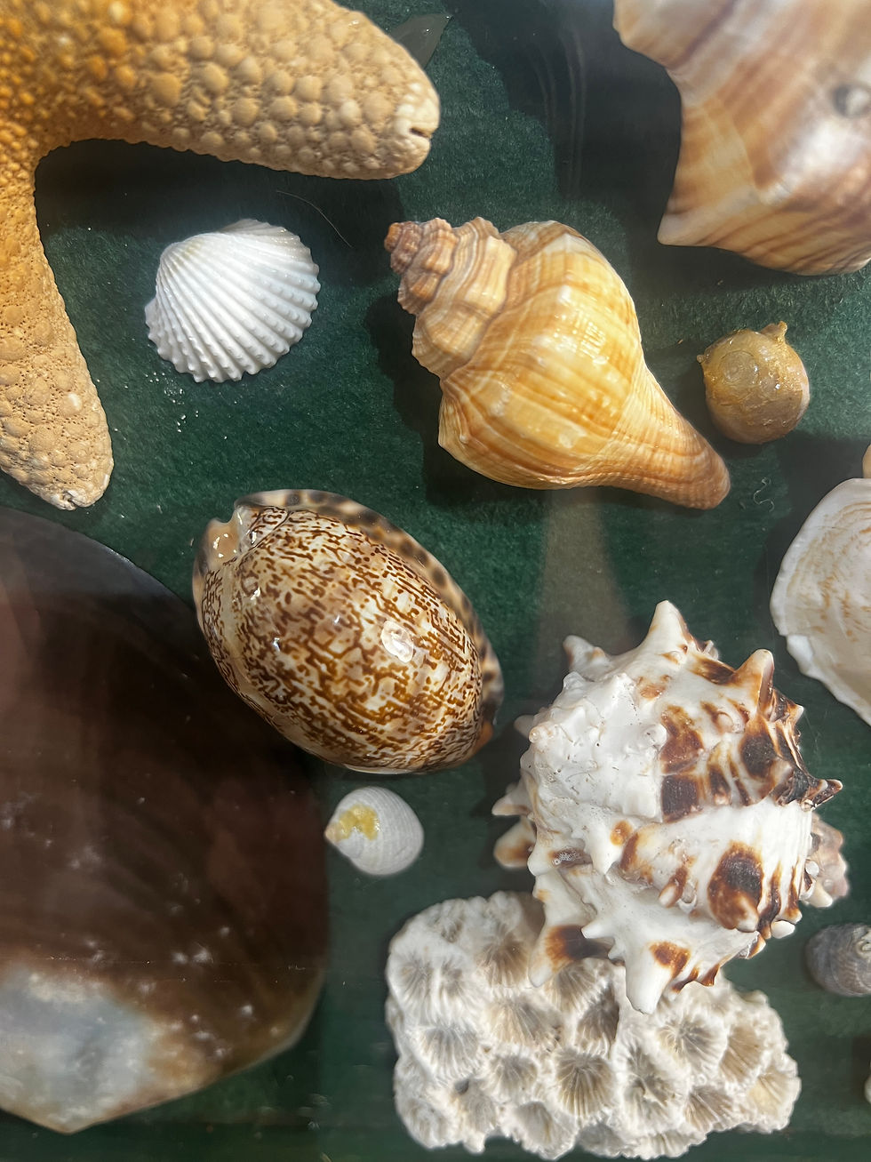 Thumbnail: Beautiful Shell Collection in Decorative Case
