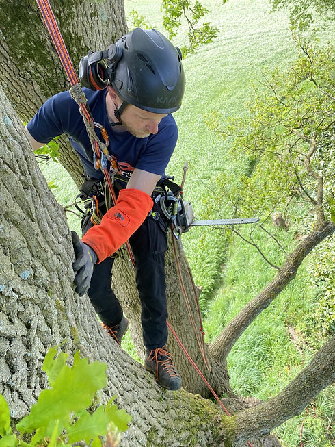 arbre.JPG