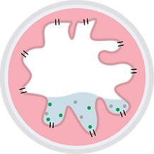 Normal MOA, Chloride Channels, Sodium, Chloride, Gut Lining, Water and Healthy GI Tract