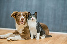 cats-dogs-pets-group-togetherness-isolate-2025-06-08-23-48-12-utc.jpg