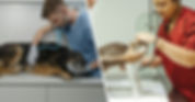 AAHA_Header_Image.jpg