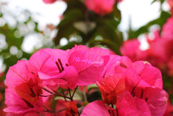 Bougainvillea