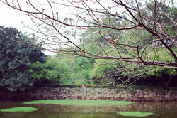 Jiaobanshan cherrys