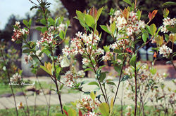 Jiaobanshan flowers & butterfly