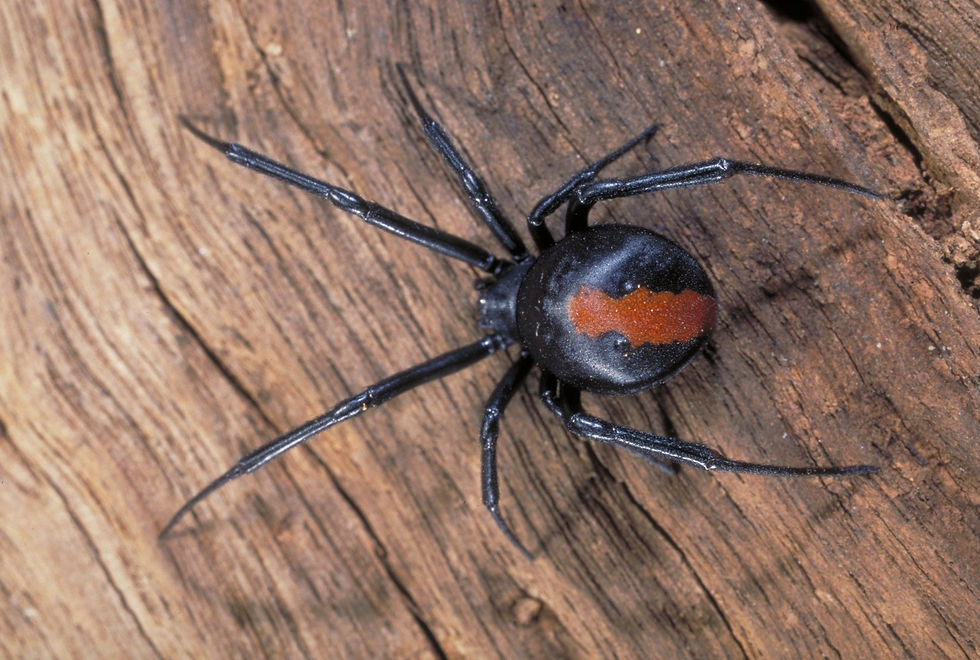 Redback.jpg