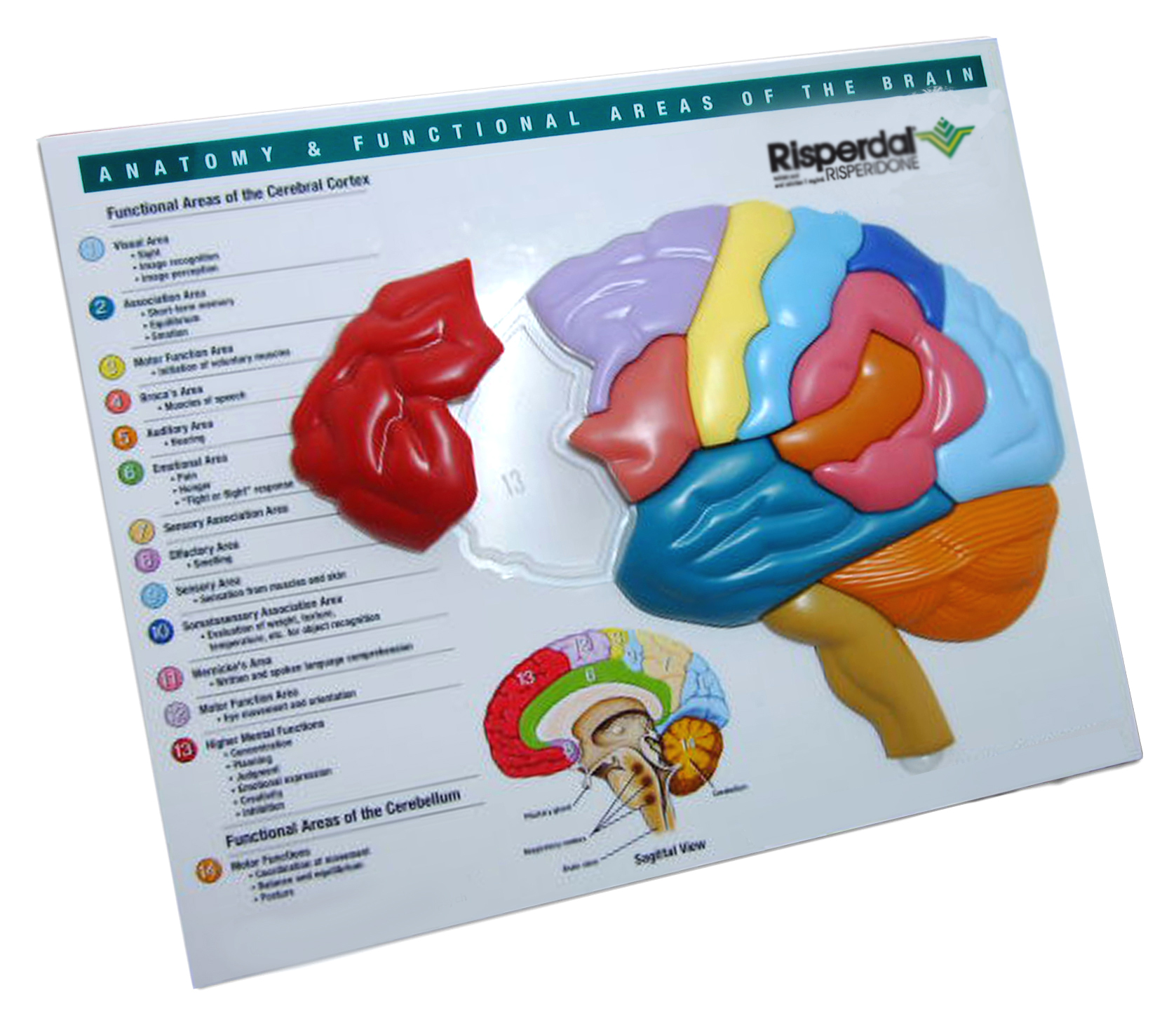 Brain Puzzle