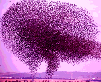 La "inteligencia de enjambre" ejemplificada por el vuelo de miles de pájaros haciendo asombrosas acrobacias