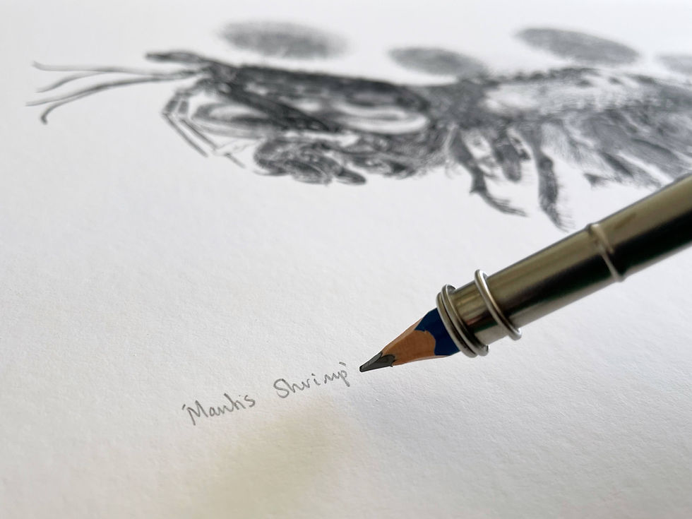 Thumbnail: Mantis Shrimp