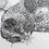 Thumbnail: Tardigrade