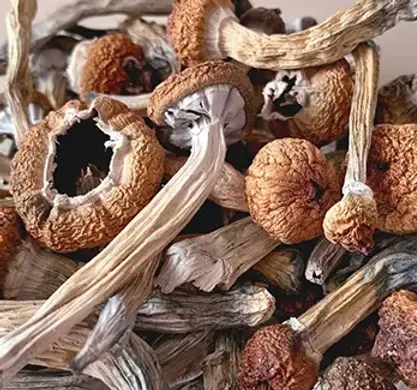 mushrooms-dried.webp