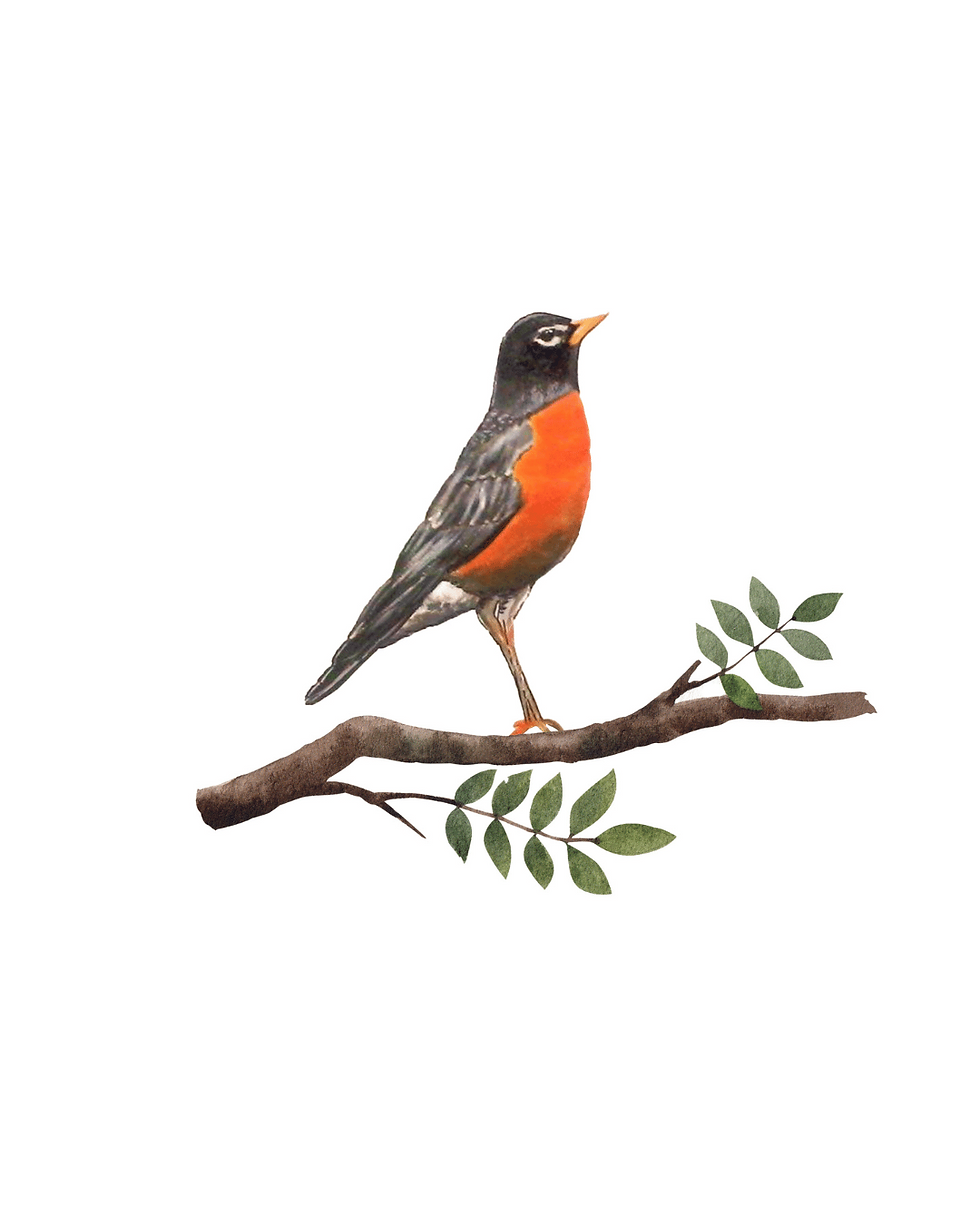Thumbnail: An art print showcasing a detailed image of an American robin perched gracefully on a tree branch. The robin is depicted in vibrant colors, highlighting its distinctive red breast. 