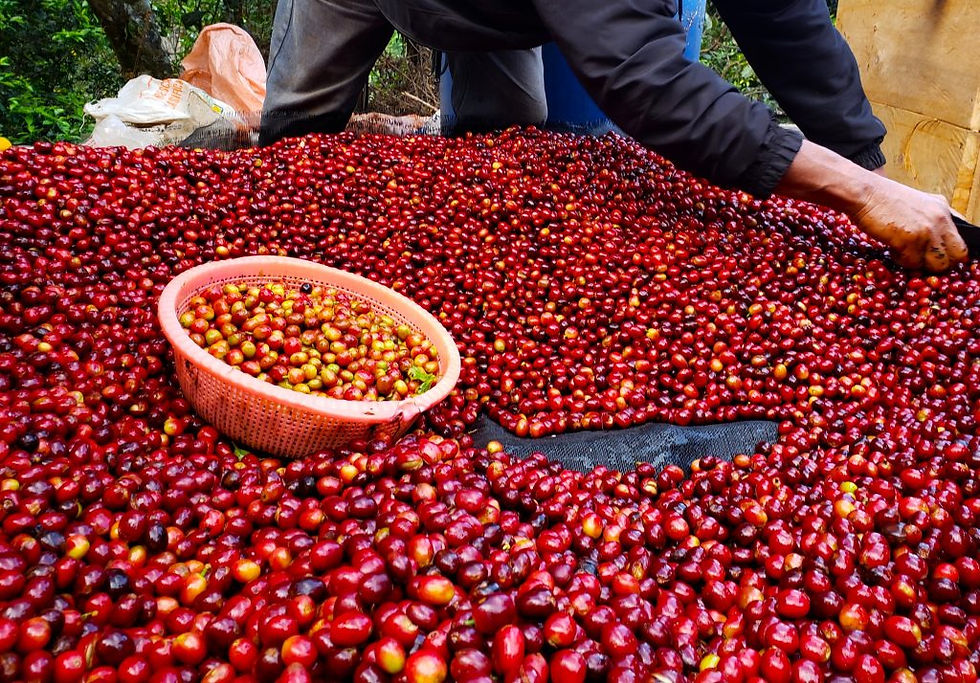 Thumbnail: Mexican Org. Chiapas BCT Select – Washed Processed-Batch Price