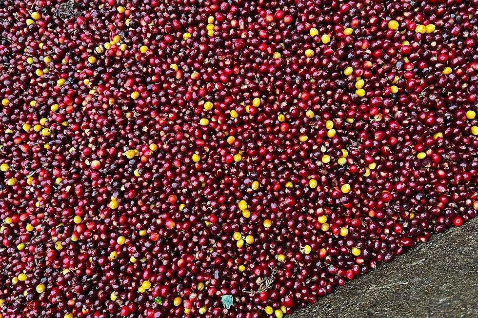 Thumbnail: Mexican Org. Chiapas BCT Select – Washed Processed-Batch Price