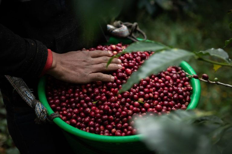 Thumbnail: Guatemalan Huehuetenango FT Org. – El Guaya’b 85+ Washed Processed - Batch Price