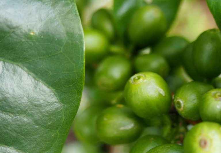 Thumbnail: Rwanda Premium Nyamasheke – Kivubelt People Farm – Bourbon Washed - Batch Price