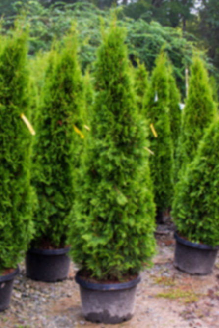 Arborvitae, Emerald Green (multiple sizes)