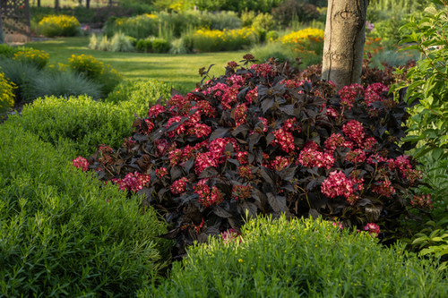 【Hydrangea】 Happy Hydrangea - Pink in New Lenox IL - Bella Fiori Flower
