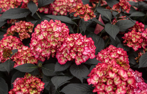 【Hydrangea】 Happy Hydrangea - Pink in New Lenox IL - Bella Fiori Flower