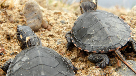 Hot off the Press, Holiday Edition: Hatchling Turtle Overwintering