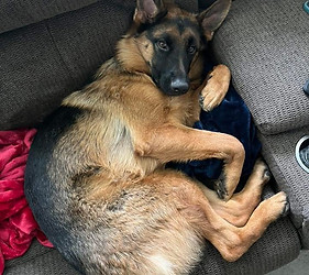 Purebred German Shepherd Puppies