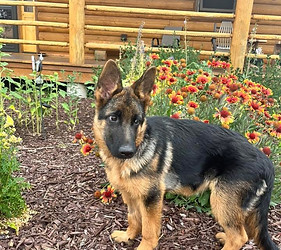 German Shepherd Puppies