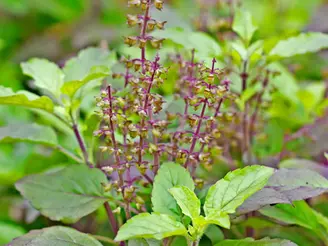 Unlocking the Power of Adaptogens: Nature's Allies for a Balanced You