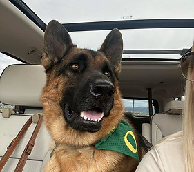 Best German Shepherd Breeder