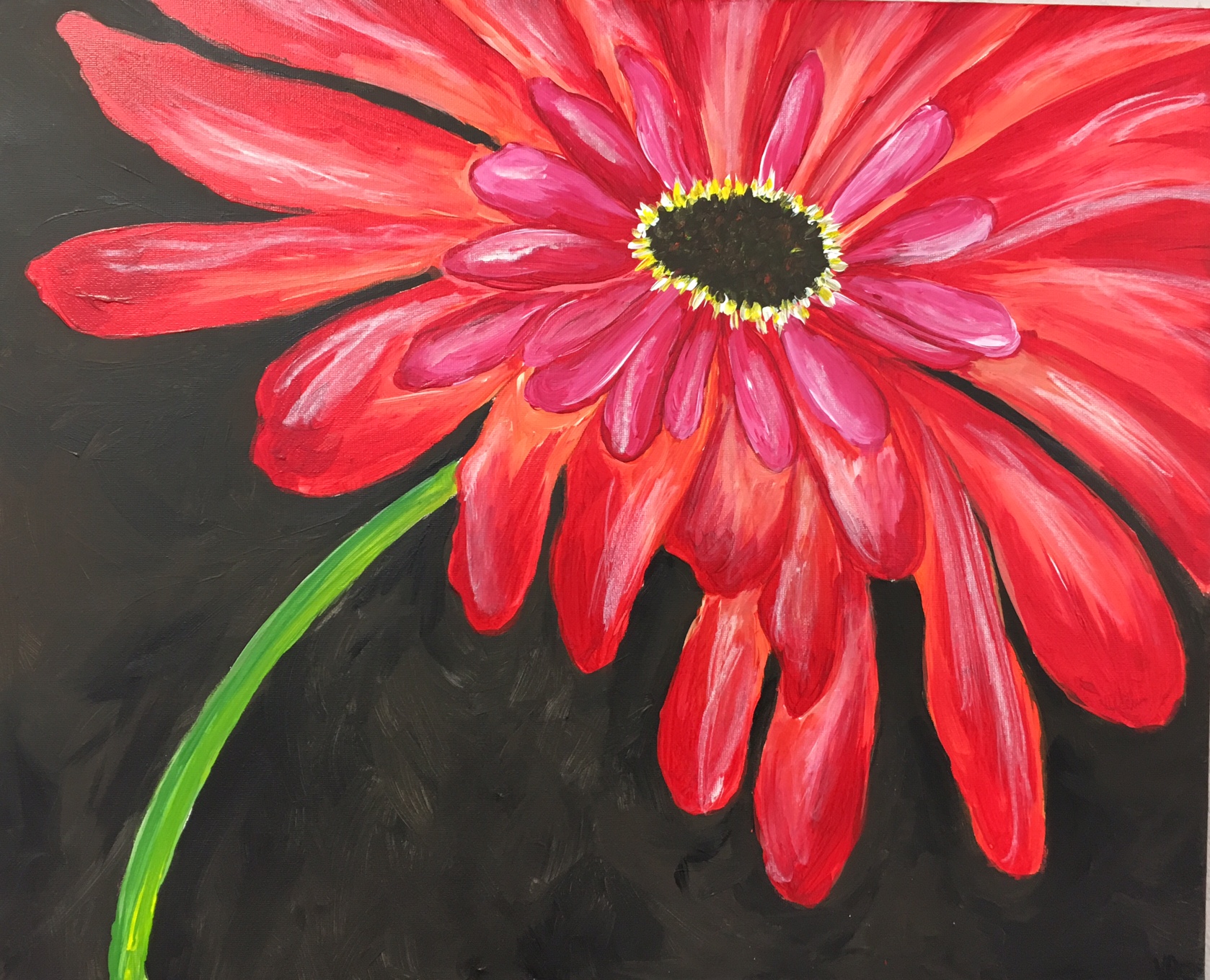 Gerber Daisy.JPG