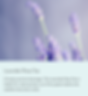 Pitta dosha symptoms: Lavender Rose tea recipe for cooling pitta imbalances