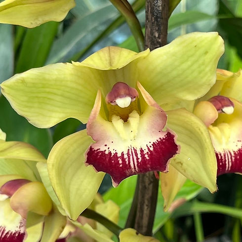 A vibrant, close-up view of a yellow and fuchsia orchid flower blooming in a lush garden setting in Gangtok, India.