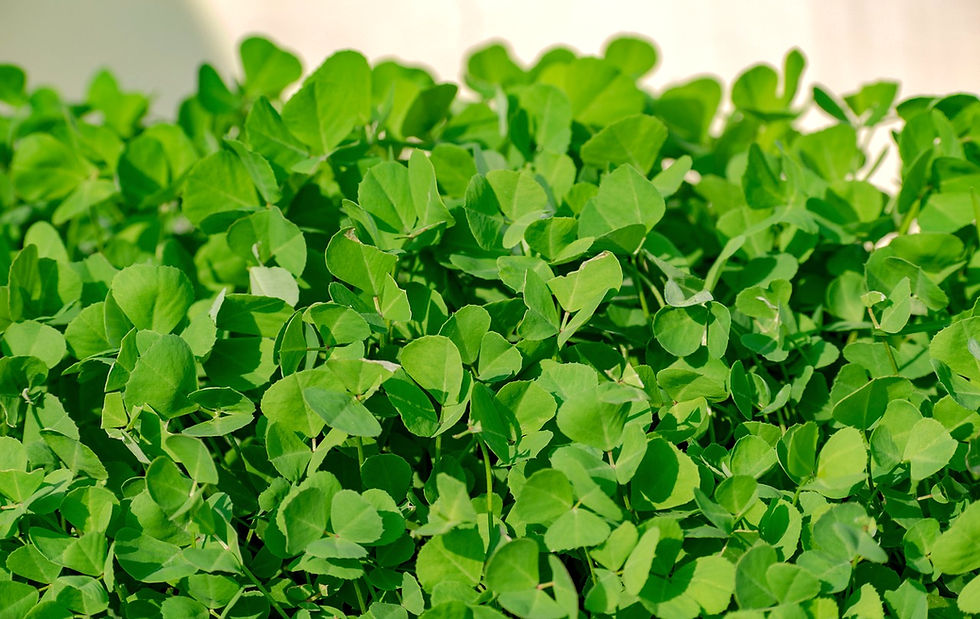 herbs for hair growth and thickness: fenugreek leaves