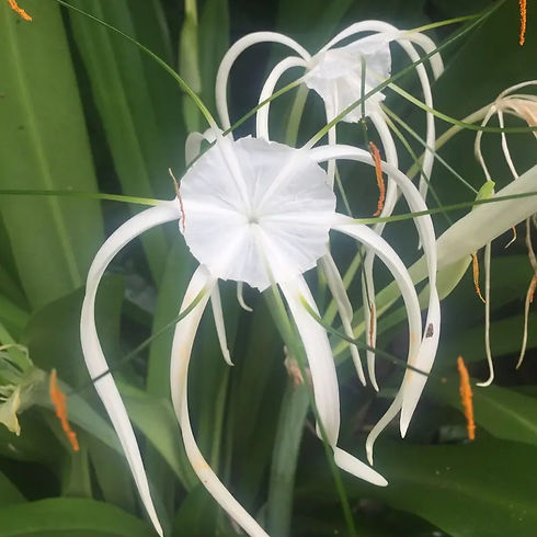 Close-up of delicate white summer flowers with a soft, naturally blurred background, evoking a sense of calm and cooling relaxation.