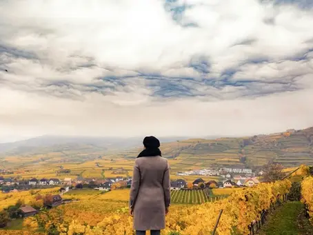 A person in a coat and hat stands in a vineyard during the Vata time of year, fall, overlooking a vast landscape of yellow fields under a dramatic cloudy sky. Mood: contemplative.