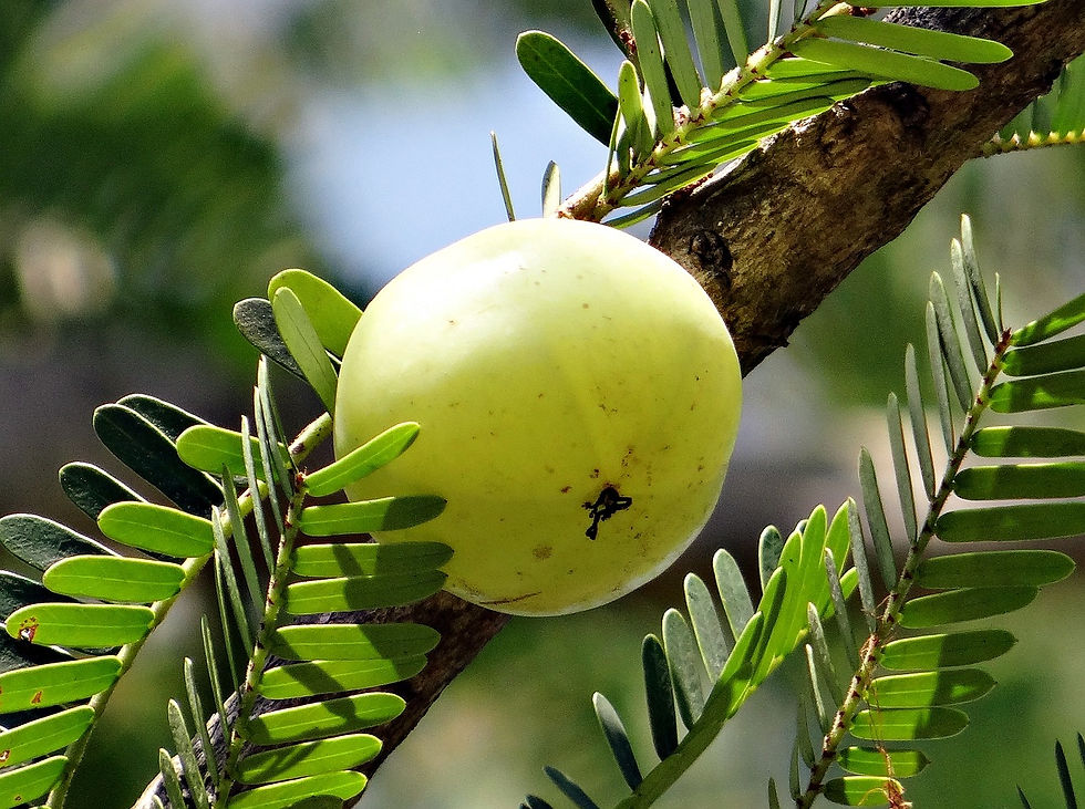 Herbs for Hair Growth and Thickness: amalaki fruit growing on a branch