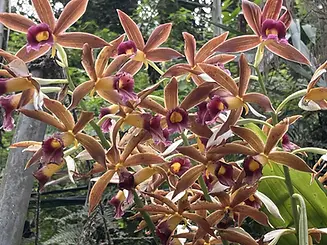 A stunning, close-up view of a vibrant pink Kalimpong swamp orchid growing naturally amidst lush green Himalayan foliage.