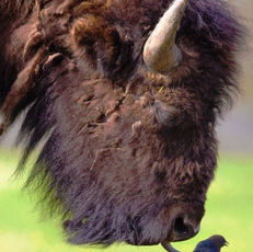 un gros bison lèche délicatement un oiseau posé au sol