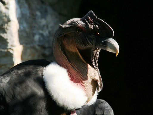 un condor assis de profil