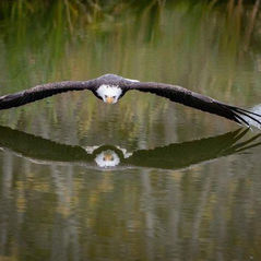un aigle en survol au dessus de l'eau