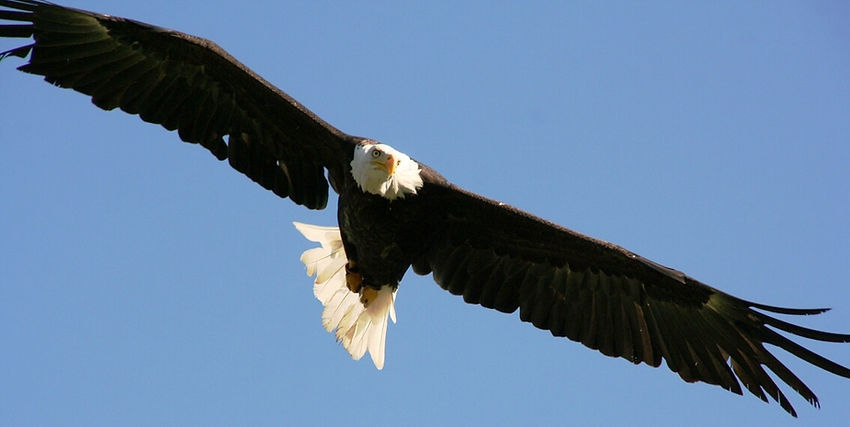 Aigle Haut potentiel