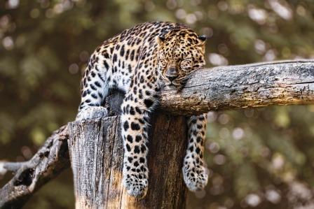 un jaguar avachi en burn out
