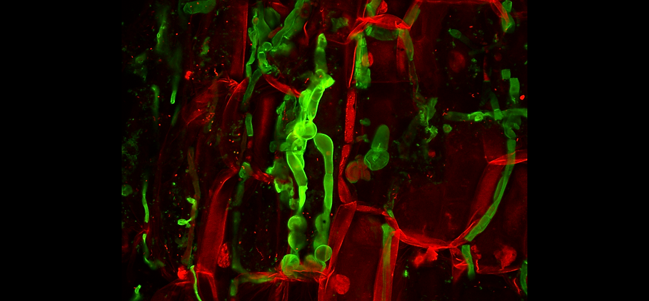 Dicot_Spore_2.tif