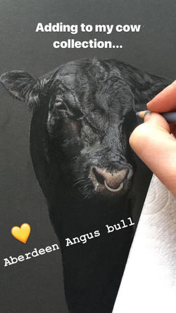 'Aberdeen Angus Bull' Pastel Drawing