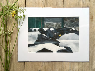 Holstein 'Keep your head up'